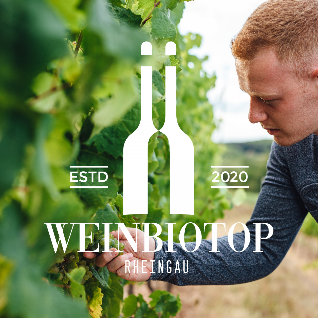 Das Weinbiotop
