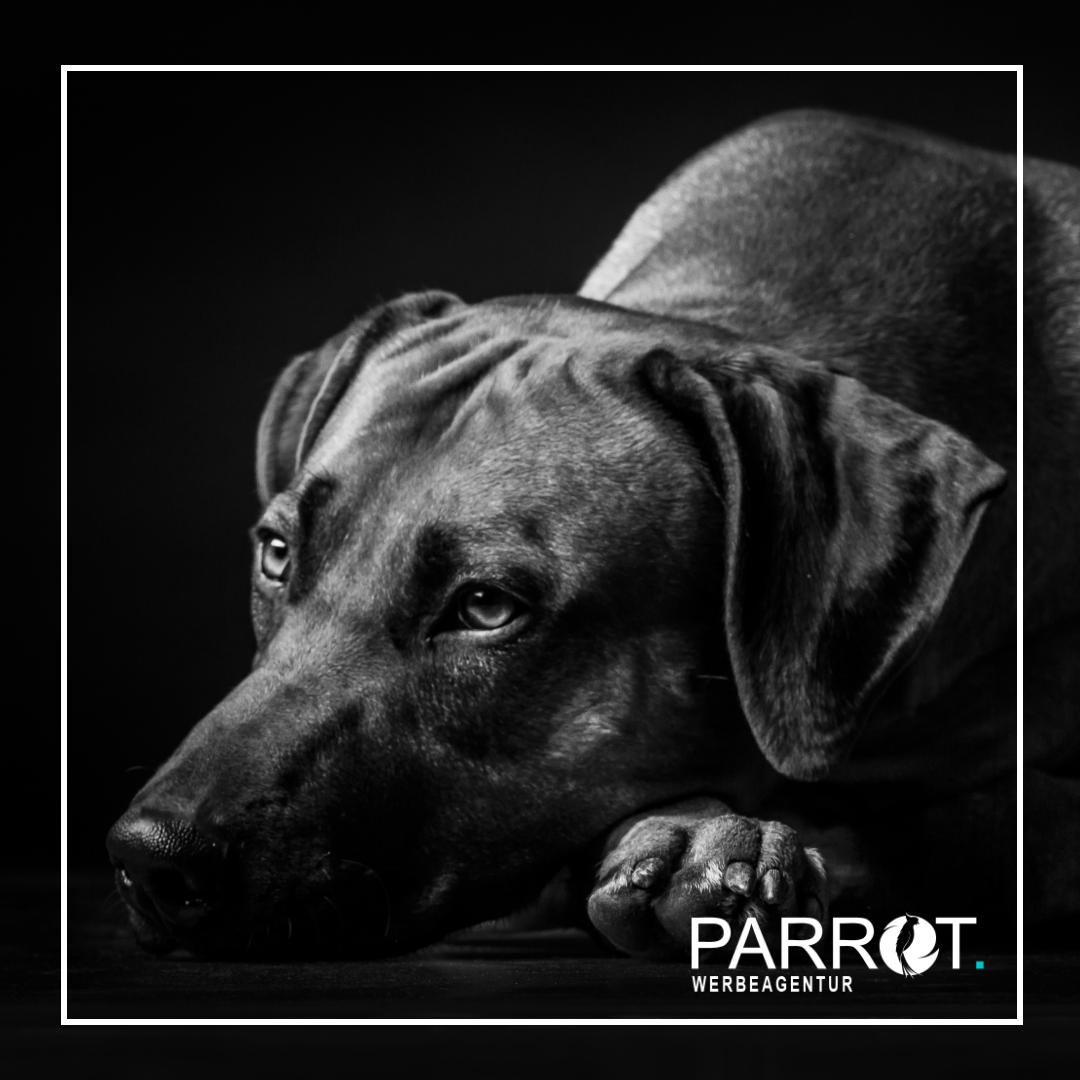 Agentur Parrot - Agenturhund